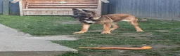 Belgian Shepherd Dog dogs for sale: Belgian shepherd  - Advert 1