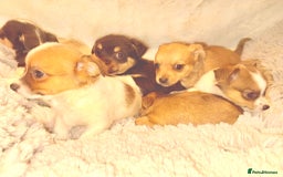 Jack Russell dogs for sale: Miniature jack Russel  - Image 5