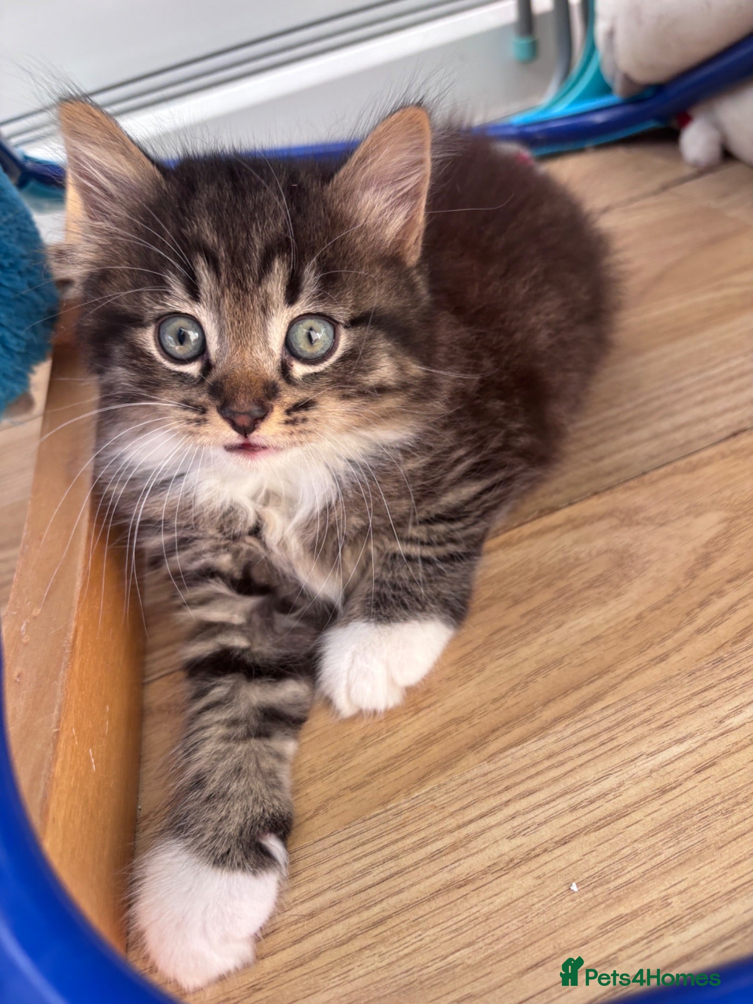 Mixed Breed cats 3 Beautiful kittens available  - Advert 1