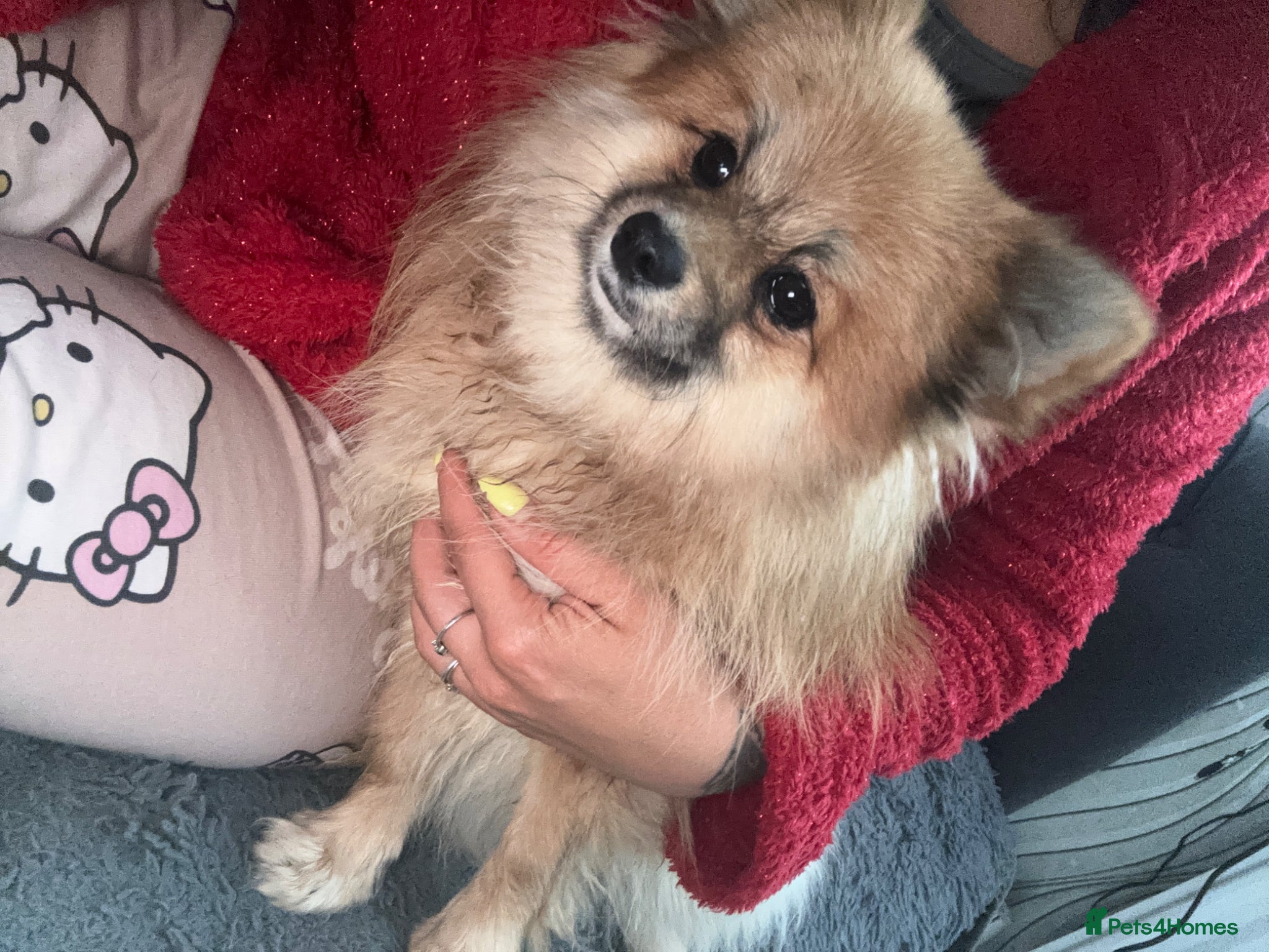 Pomeranian dogs 600£ Last Pomeranian girl  - Advert 4
