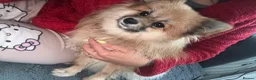Pomeranian dogs for sale: 750 £ Last Pomeranian girl white  - Advert 1