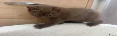 British Shorthair 2