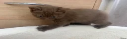 British Shorthair cats for sale: British Shorthair Cinnamon in Reading - Advert 8