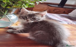 Maine Coon cats for sale: Two beautiful Maine Coon kittens - Image 4