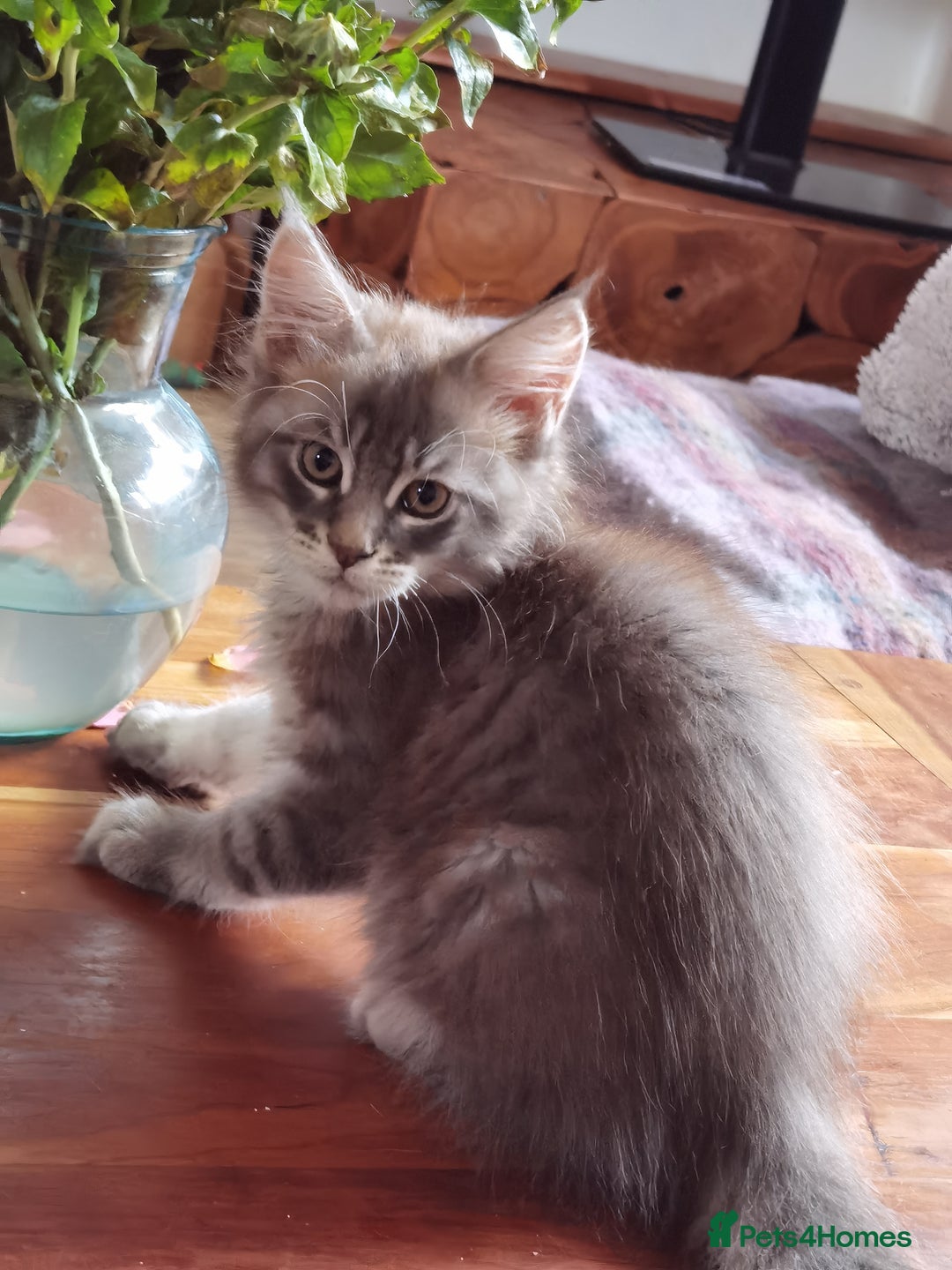 Maine Coon cats for sale: Two beautiful Maine Coon kittens - Image 4