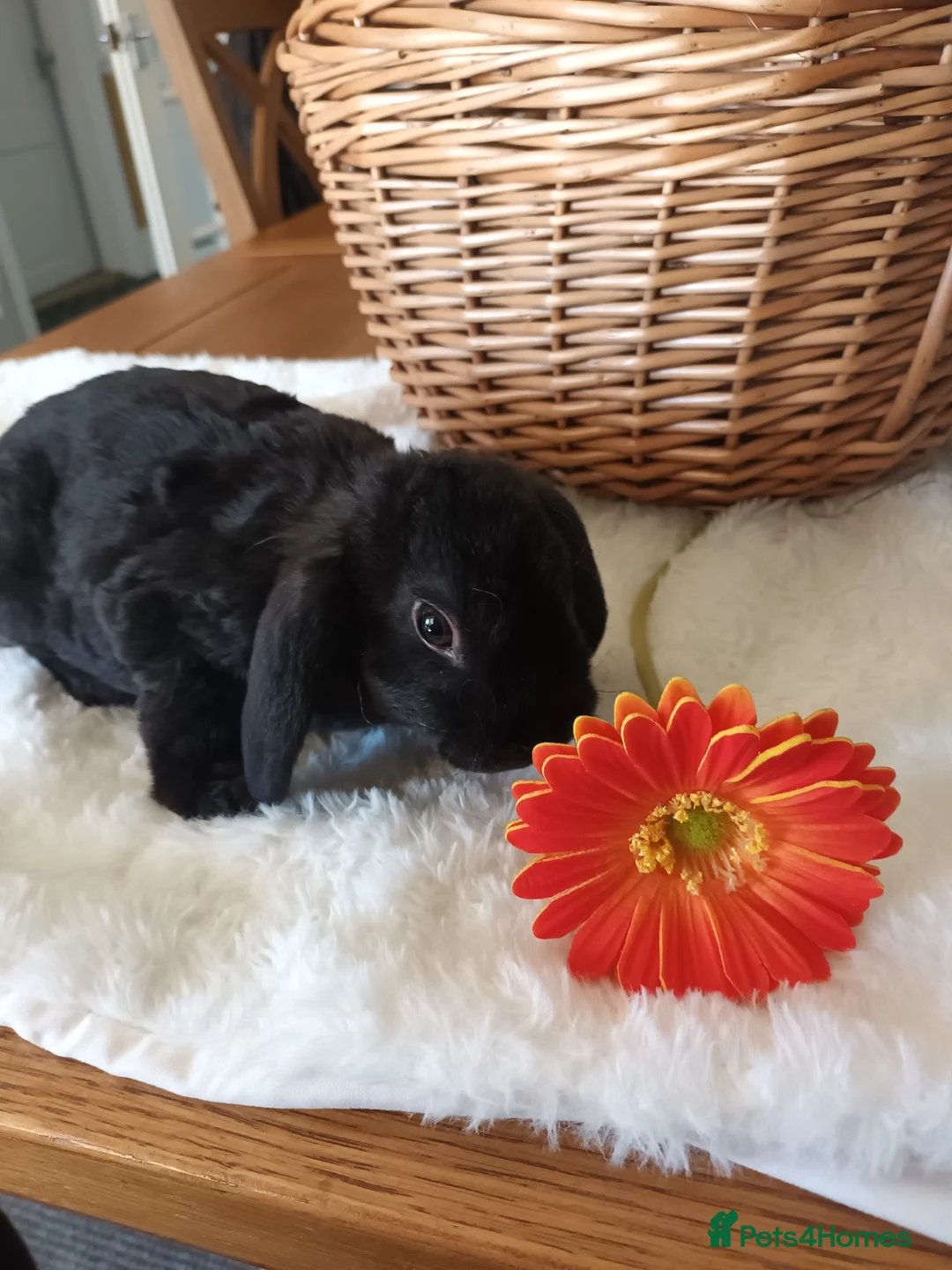 Mini Lop rabbits for sale: Gorgeous plush mini lops  - Advert 7