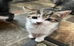 British Shorthair cats for sale: Beautiful kittens from farm cat. - Image 8