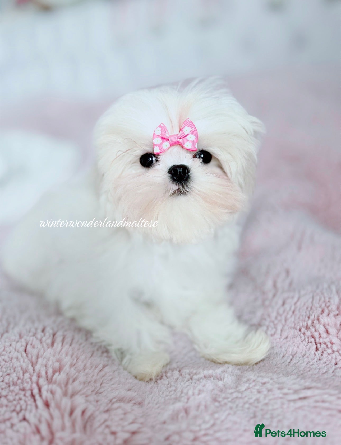 Maltese dogs ✨READY NOW stunning full Korean maltese girl✨ - Advert 5