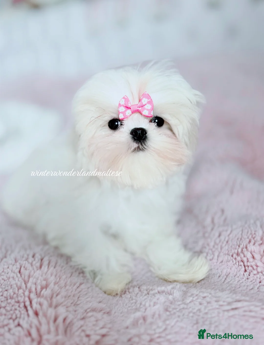 Maltese dogs for sale: ✨READY NOW stunning full Korean maltese girl✨ - Advert 2