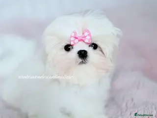 Maltese dogs ✨READY NOW stunning full Korean maltese girl✨ - Advert 5