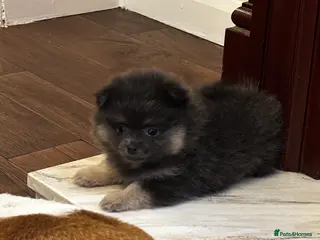Pomeranian dogs KC Lilac and Blue Female Pom Puppies - Advert 4