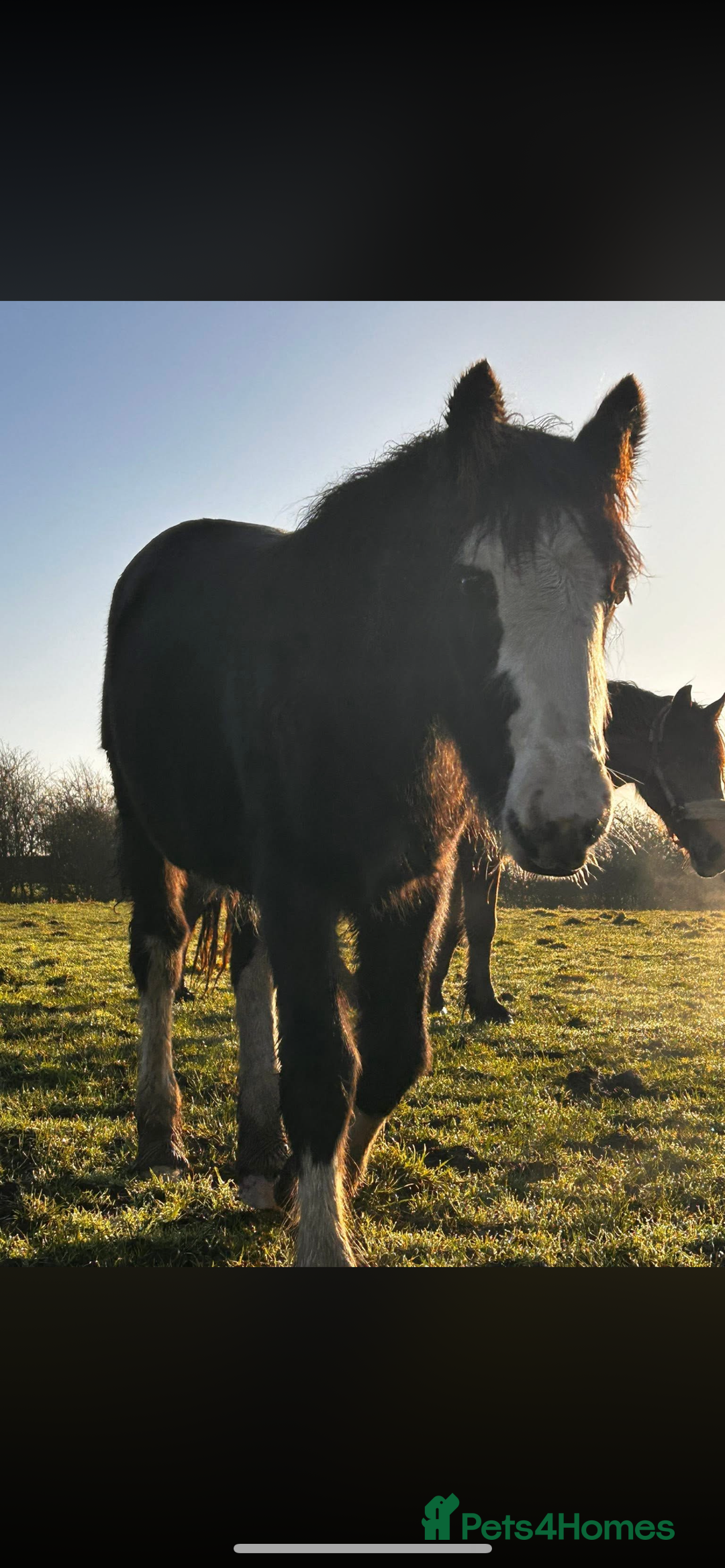 Irish Cob horses for sale: Filly for full loan or sale  - Advert 1