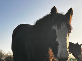 Irish Cob horses Filly for full loan or sale - Advert 4