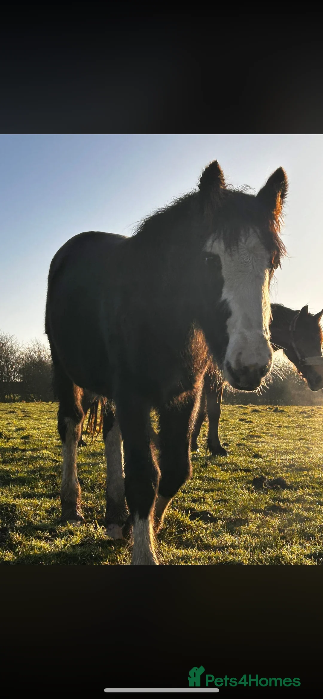 Irish Cob horses for sale: Beautiful 6 month filly for sale to make 14-15hh - Advert 1