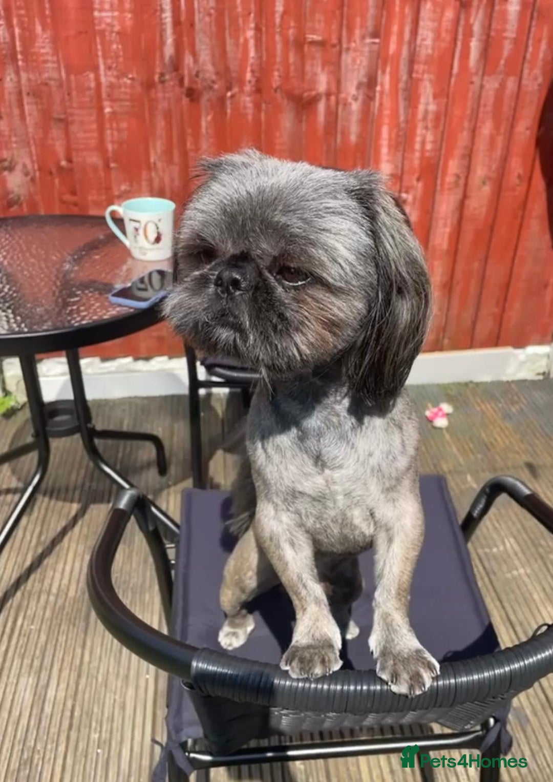 Shih Tzu dogs for sale: Imperial Shih tzu  - Image 5