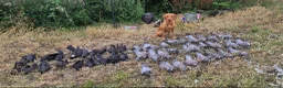 Labrador Retriever dogs for sale: Gorgeous KC Registered Fox Red Labradors  - Advert 3