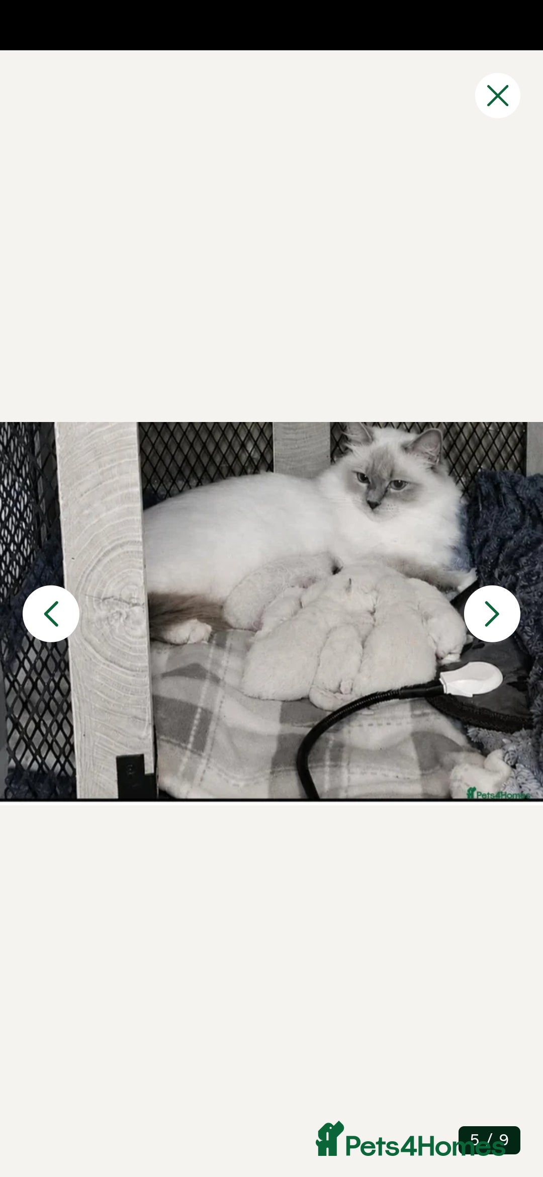 Ragdoll cats 💙✨ FOUR ABSOLUTELY STUNNING TICA RBOYS ✨💙  - Advert 3
