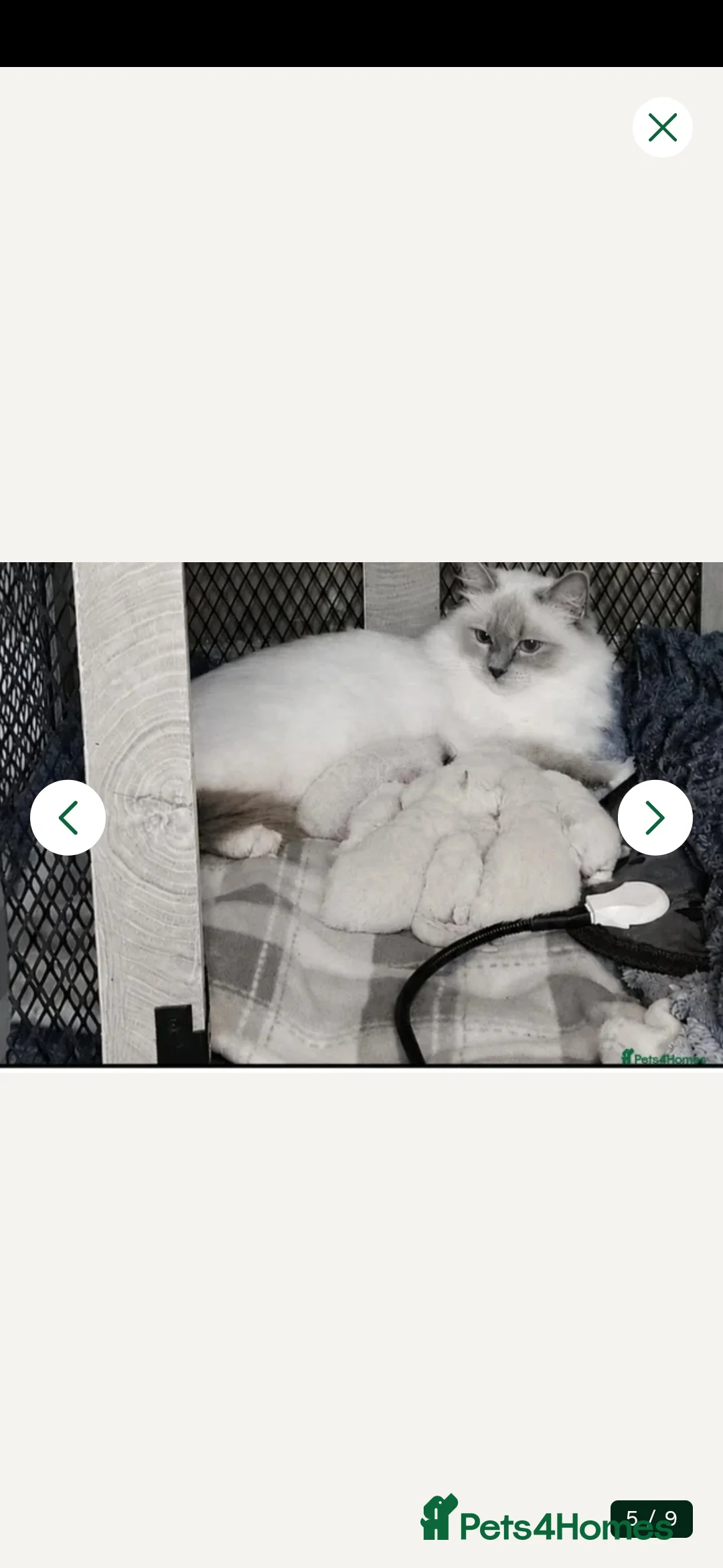 Ragdoll cats for sale: 💙✨ FOUR ABSOLUTELY STUNNING TICA RBOYS ✨💙  - Advert 1