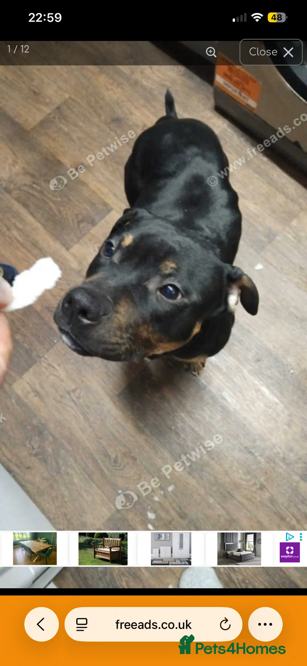 Staffordshire Bull Terrier dogs for sale: Meet bomber in Airdrie - Advert 13