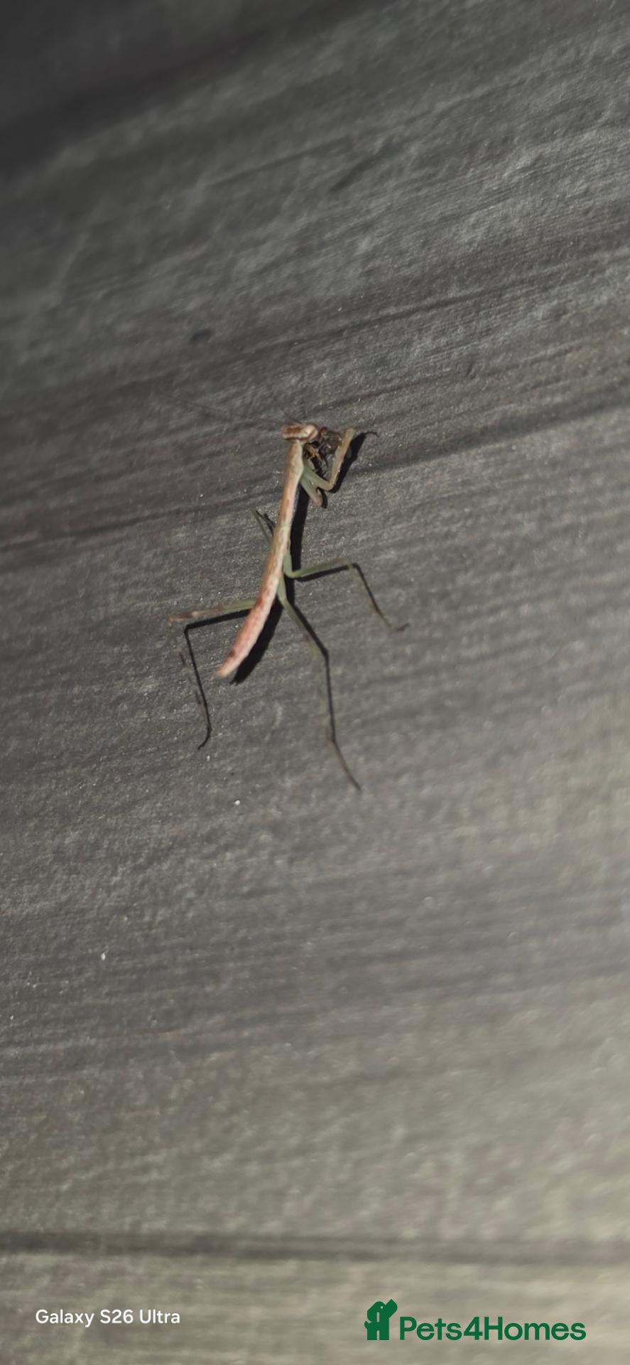 Praying Mantis invertebrates Madagascan Marbled Mantis i3-i4 - Advert 1