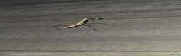 Praying Mantis invertebrates for sale: Madagascan Marbled Mantis i3-i4 in Bangor - Advert 1