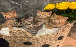 Mixed Breed cats for sale: Beautiful kittens  - Image 7