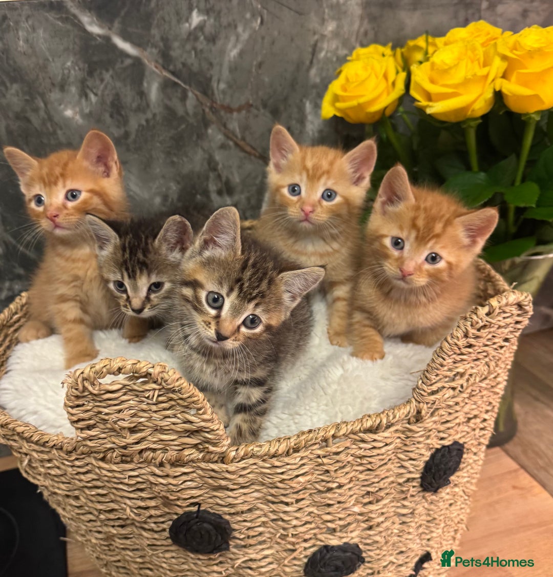 Mixed Breed cats for sale: Beautiful kittens  - Image 7