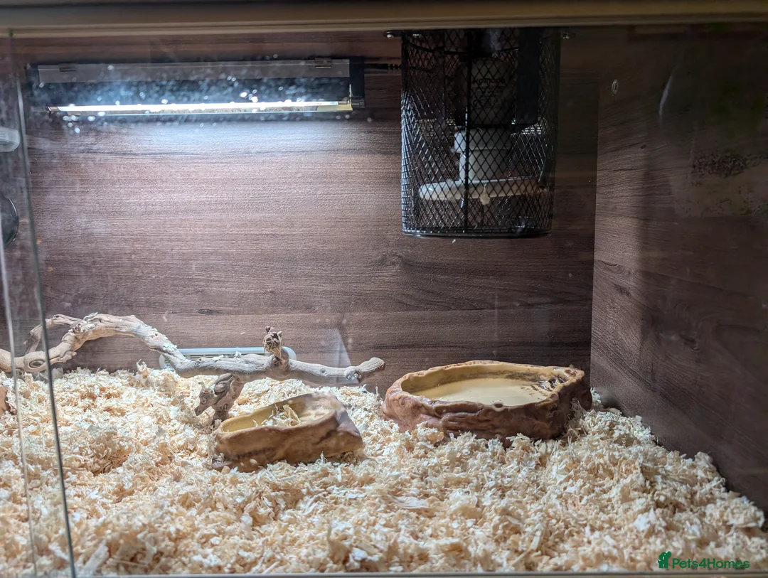 Corn Snake reptiles for sale: Corn snake looking for a new home in Treorchy - Advert 9