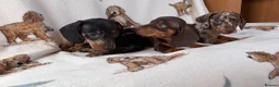 Dachshund dogs for sale: Dachshund puppies for sale  in Basildon - Advert 8