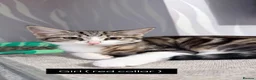 Domestic Shorthair cats for sale: 6 adorable kittens for sale - ready now  - Advert 13