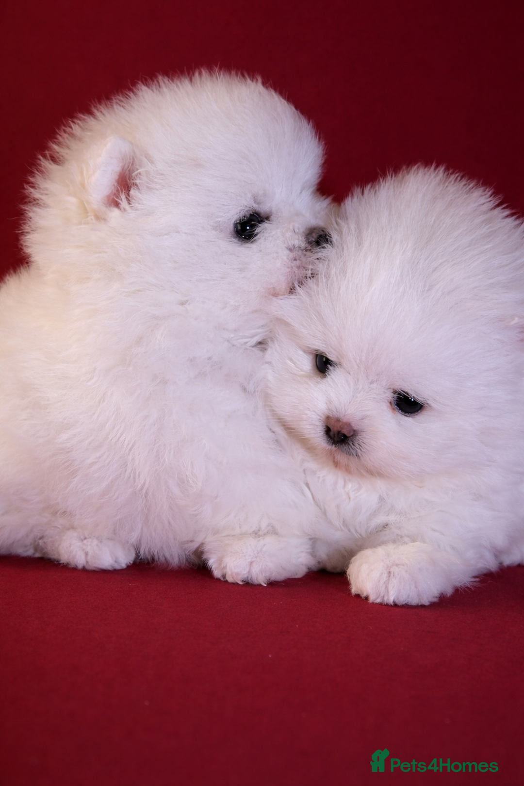Pomeranian dogs for sale: KC Registered, Teddy bear face , tiny Pomeranians  - Advert 7