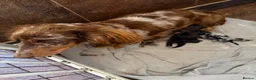 Miniature Dachshund dogs for sale: Long hair miniature dachshund  - Advert 1