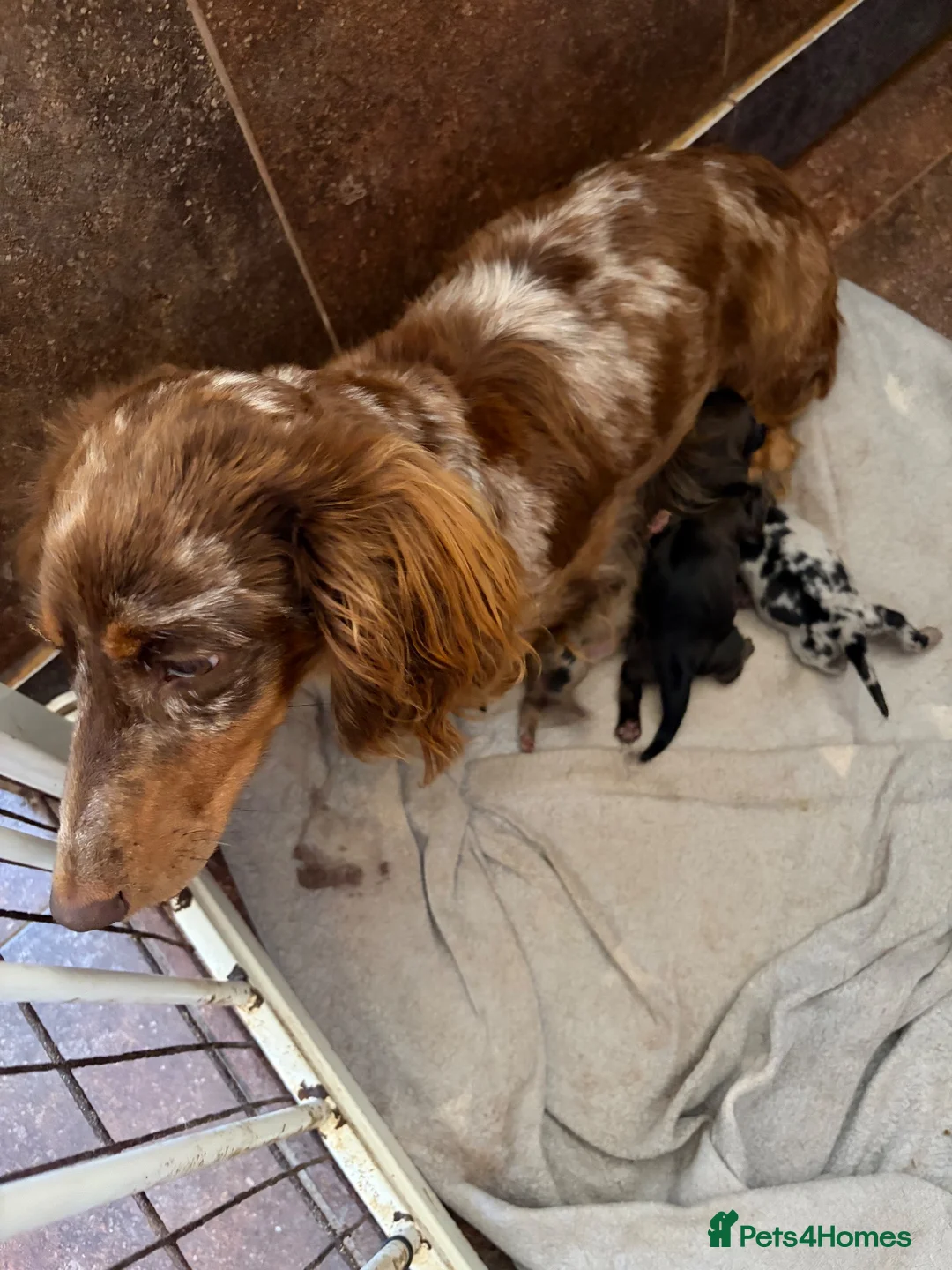 Miniature Dachshund dogs for sale: Long hair miniature dachshund  - Advert 1