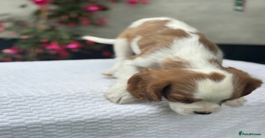 Cavalier King Charles Spaniel dogs - Advert 2
