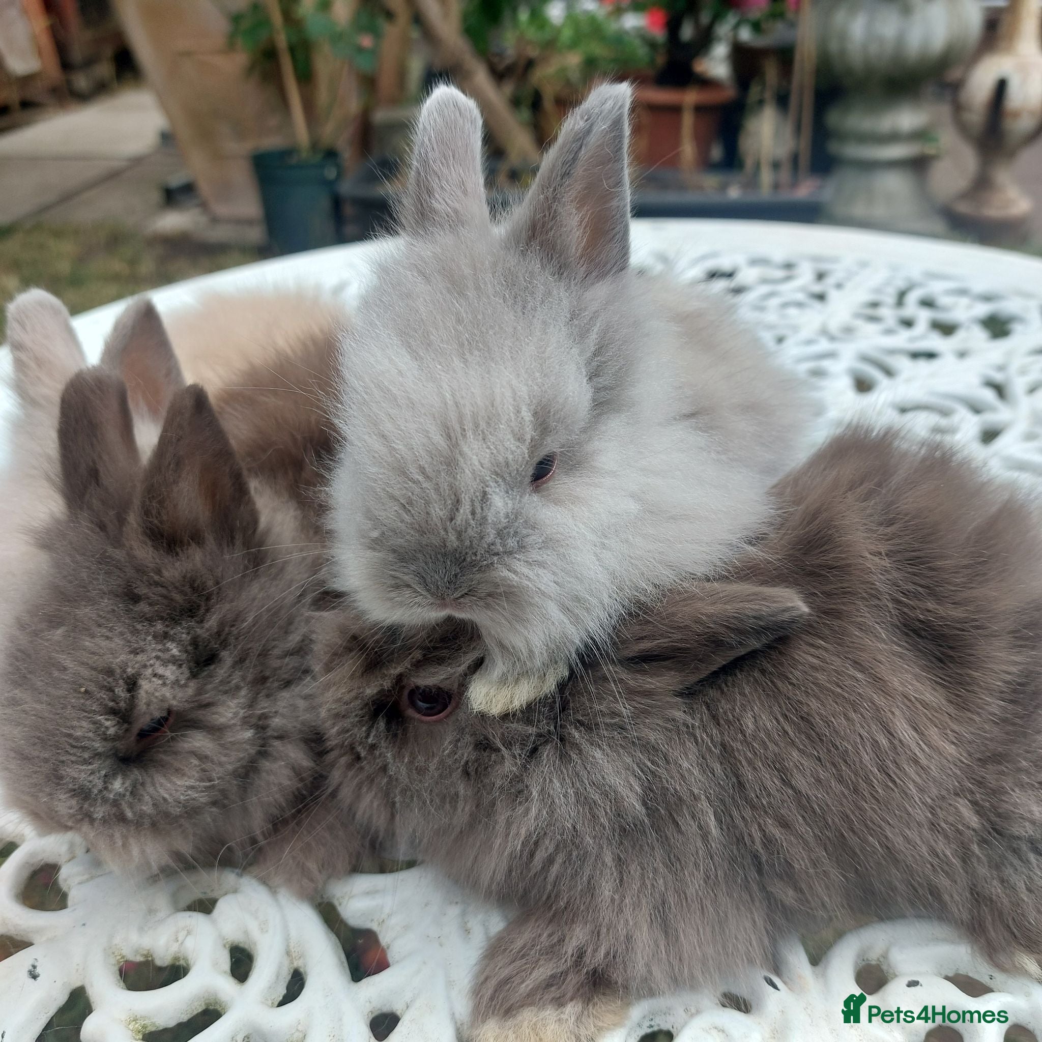 Angora rabbits PUREBRED TEDDYDWERG BABIES  - Advert 1
