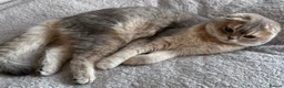 Scottish Fold cats for sale: Exceptional Blue Golden Scottish Fold & Straight🐱 - Advert 16