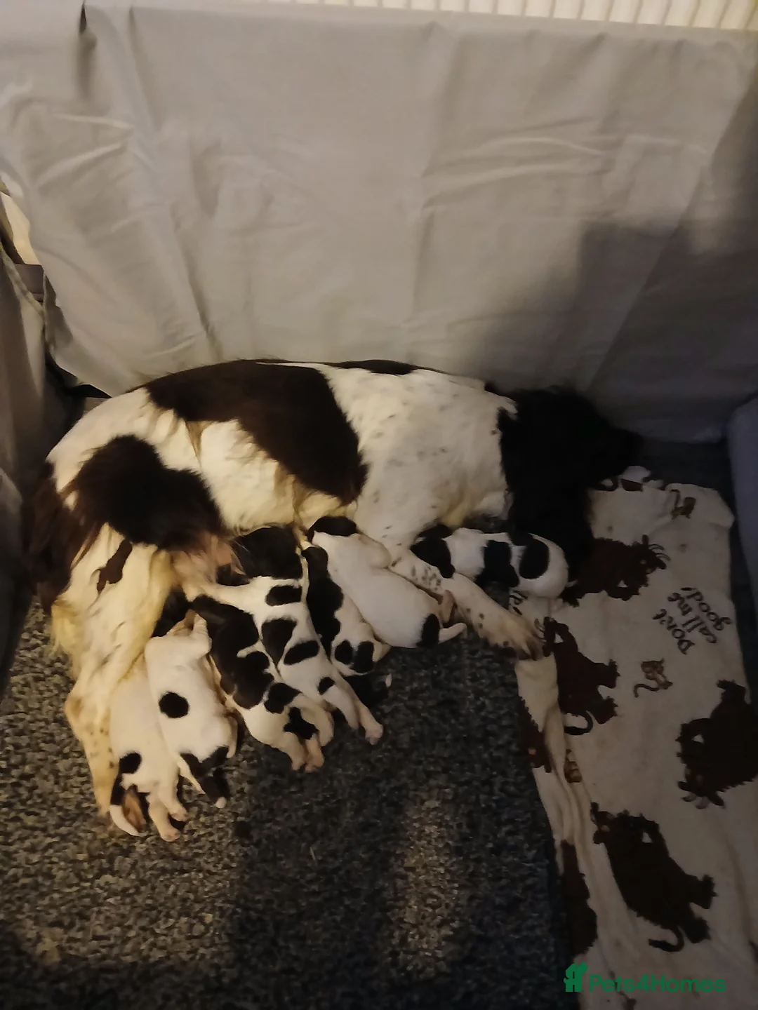 English Springer Spaniel dogs for sale: Springer spaniel  - Advert 15