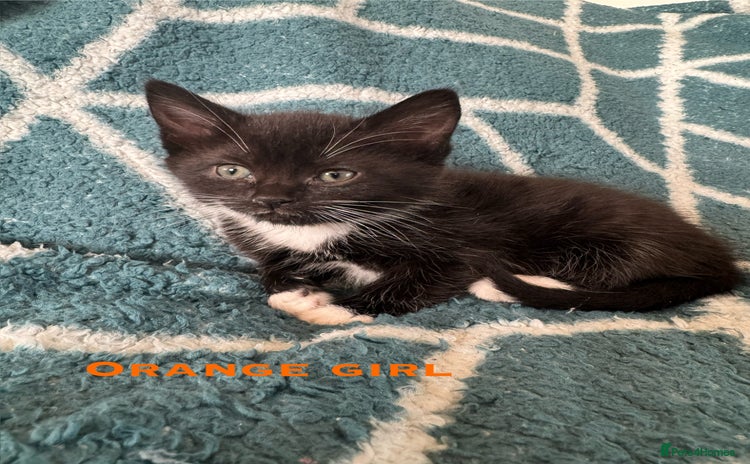 Mixed Breed cats - Advert 16