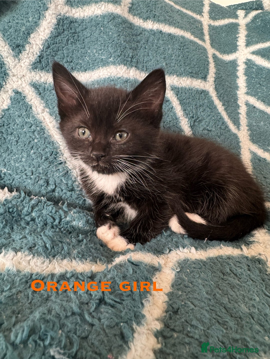 Mixed Breed cats for sale: Loving lots - Image 1