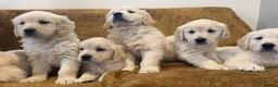 Golden Retriever dogs for sale: KC Registered Golden Retriever Puppies - Advert 27
