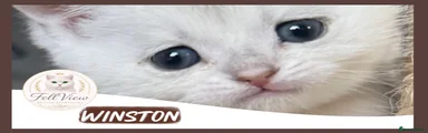 Winston 