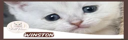 British Shorthair cats for sale: Exceptional British Shorthair Kittens  - Advert 10