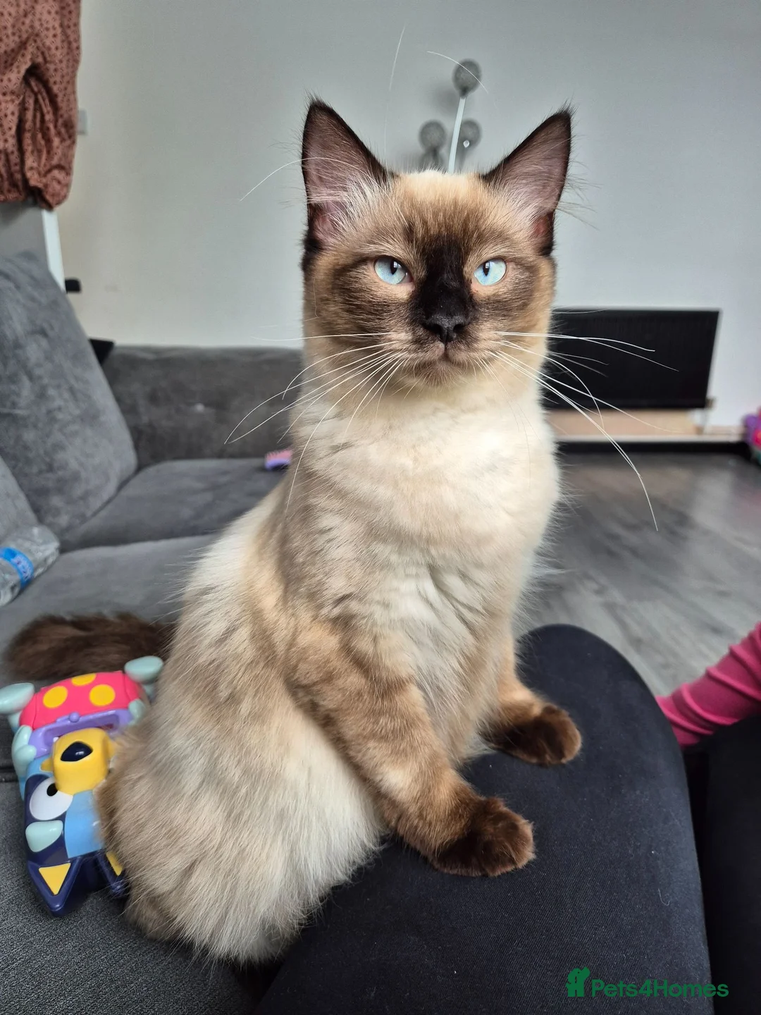 Ragdoll cats for sale: Blue bicolour Ragdoll kittens - Advert 2