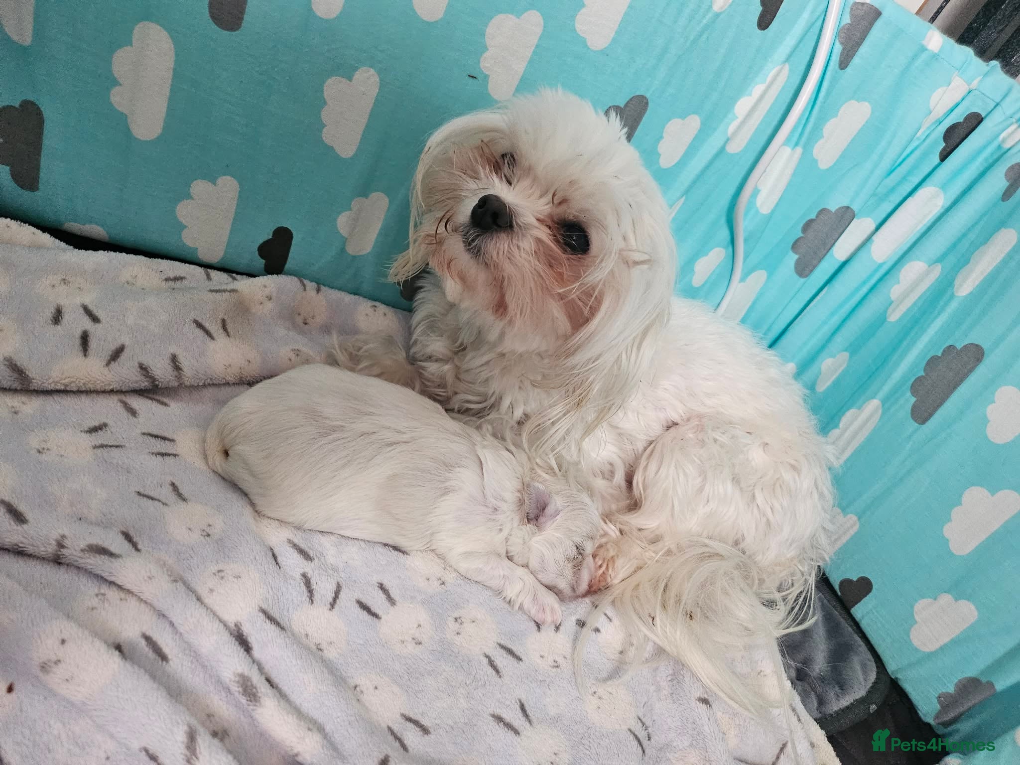 Maltese dogs 🐾 Beautiful Maltese puppy for sale 🐾 - Advert 5