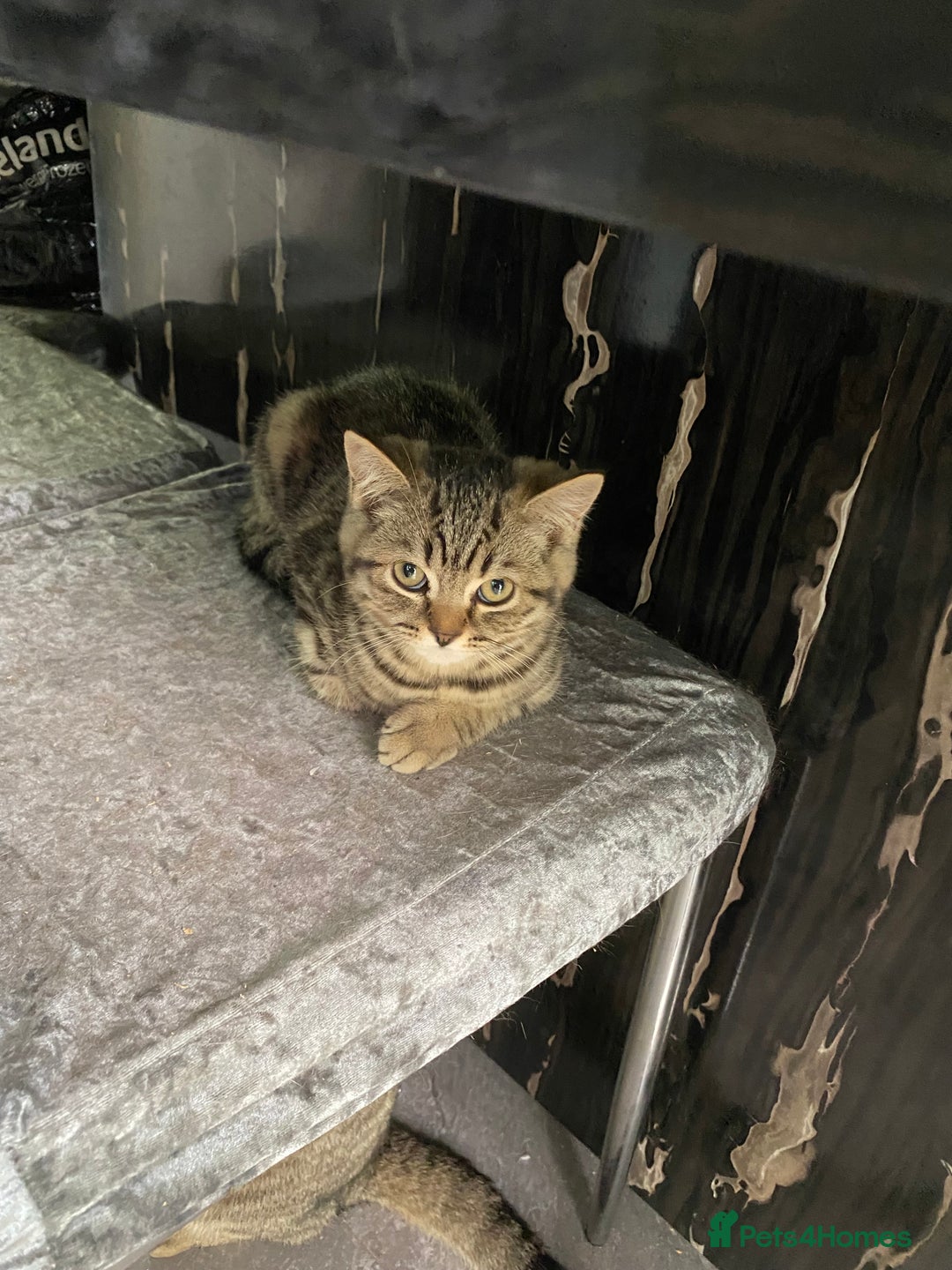 British Shorthair cats for sale: BSH Pedigree Chunky Kittens Chocolate/Gold striped - Image 12