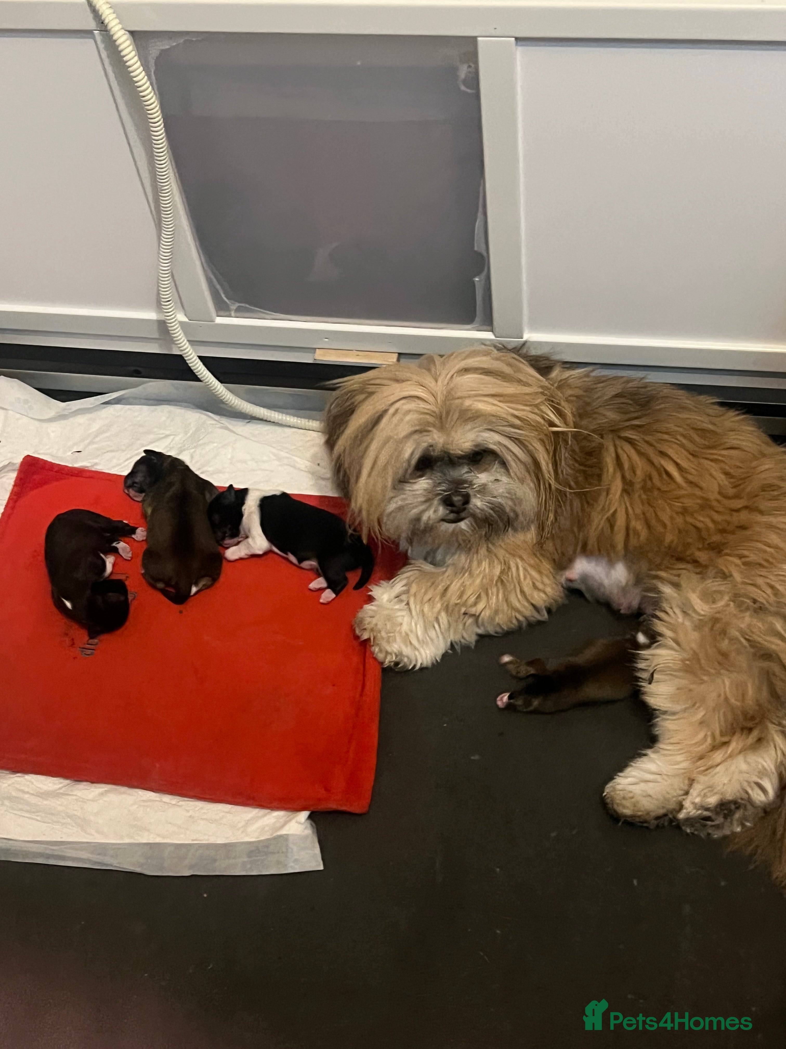 Lhasa Apso dogs  Kc registered Lhasa apso puppies in Manchester - Advert 2