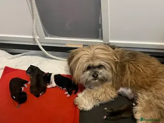 Lhasa Apso dogs Kc registered Lhasa apso puppies in Manchester - Advert 2