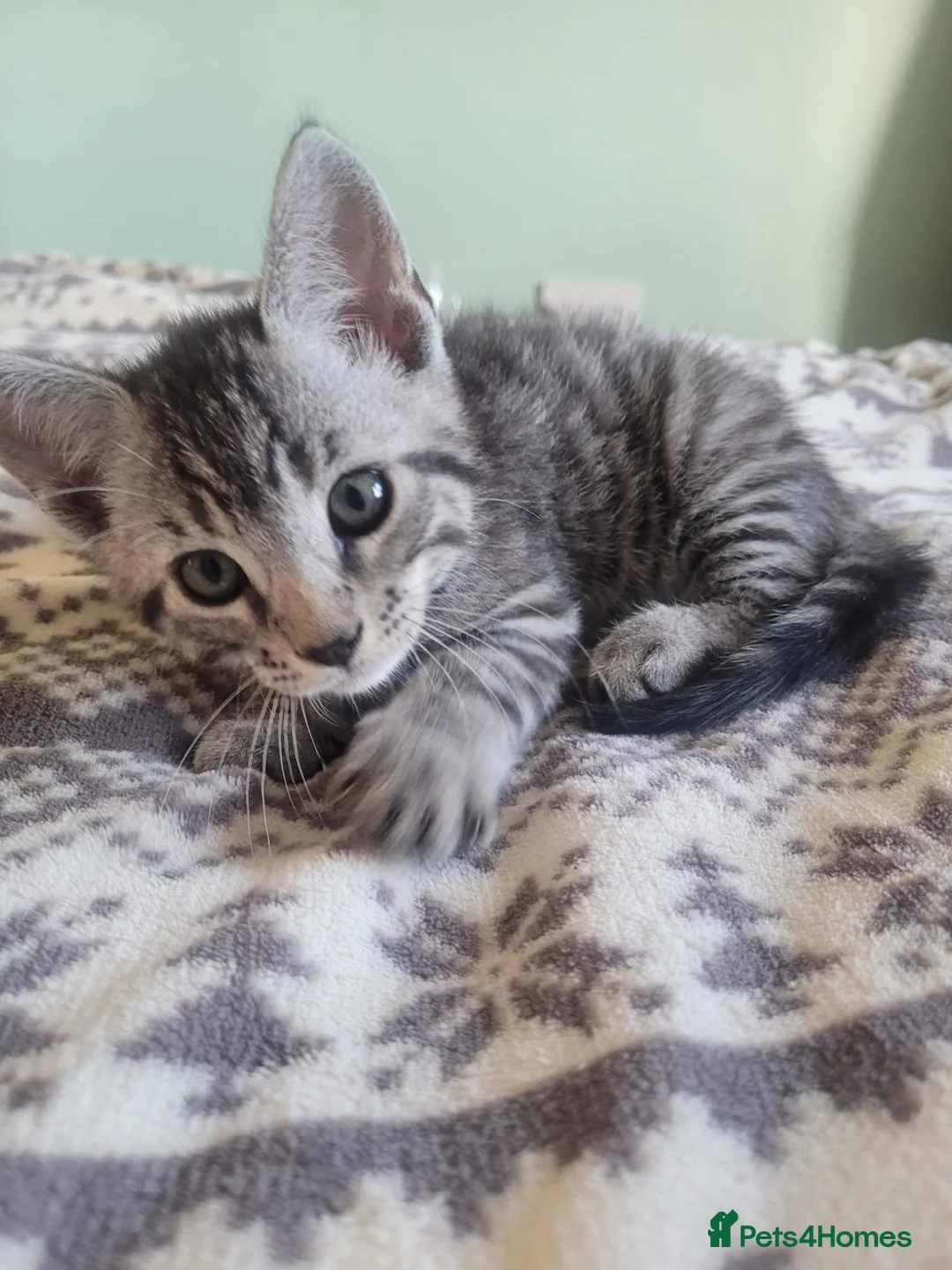 Mixed Breed cats for sale: Kittens for sale - Advert 38