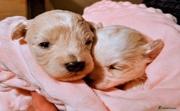 Maltipoo dogs - Advert 2