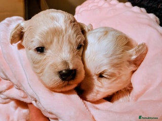 Maltipoo dogs - Advert 6